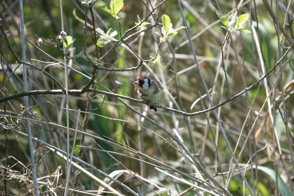 European Goldfinch - ML642227975