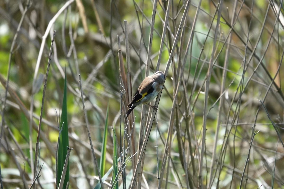 European Goldfinch - ML642227976