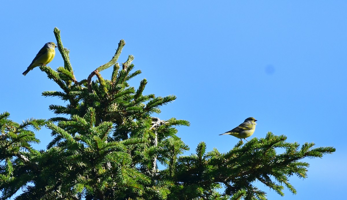 Citril Finch - ML642227979