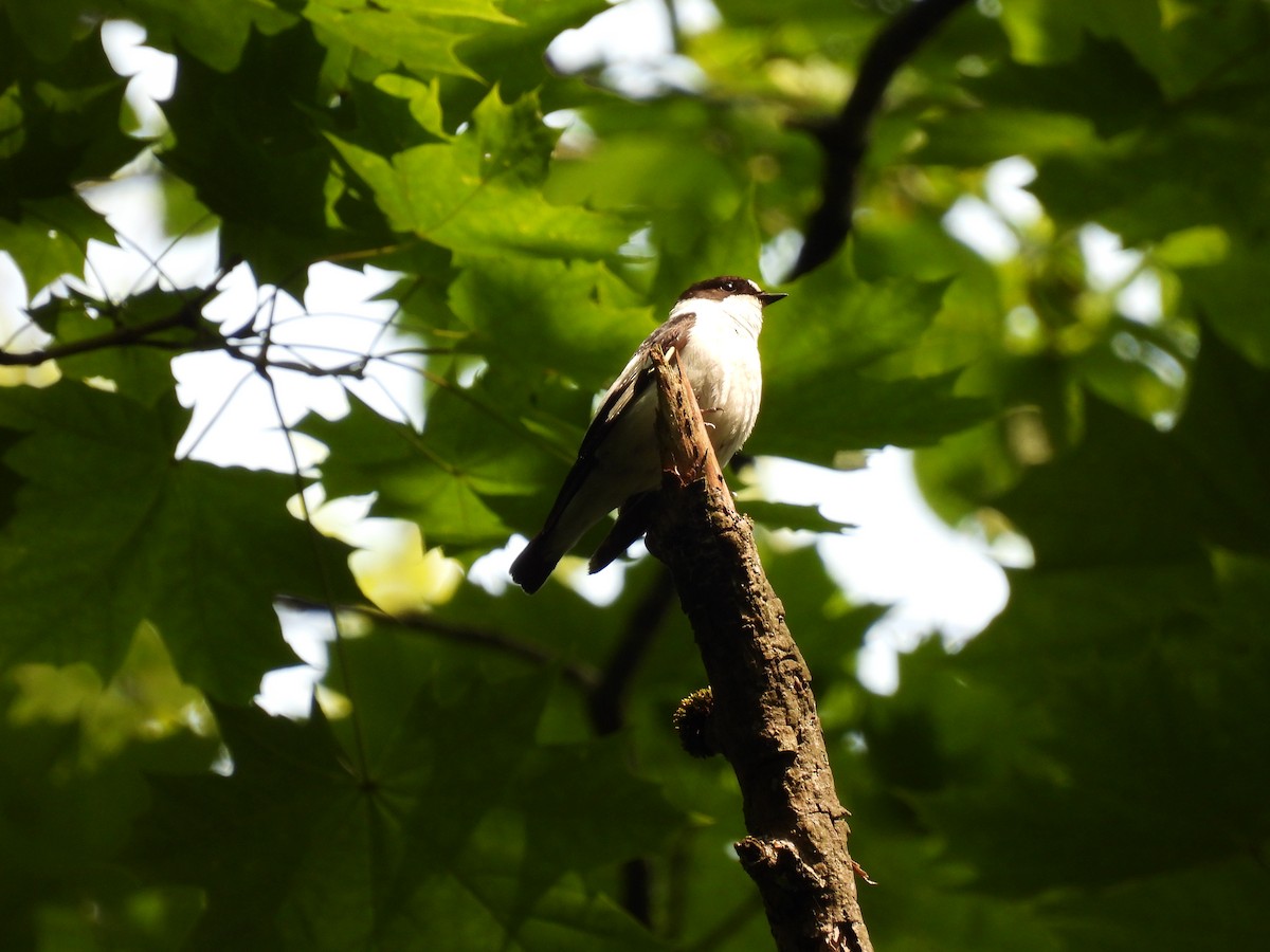 Collared Flycatcher - ML642227992