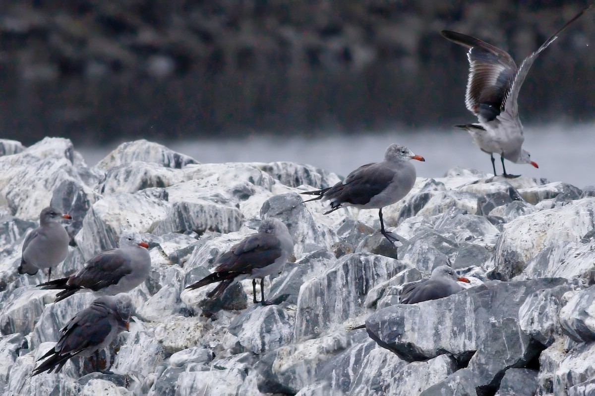 Heermann's Gull - ML642227995