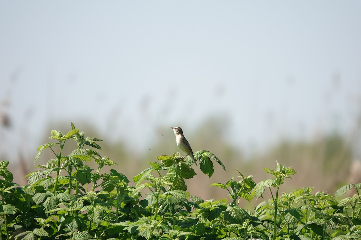 Sedge Warbler - ML642227996