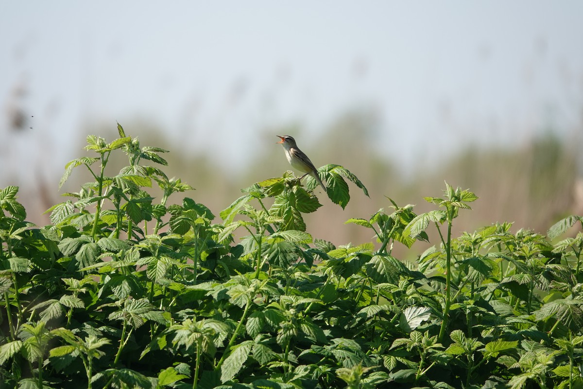 Sedge Warbler - ML642228000