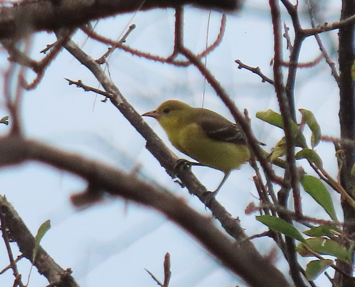 Orchard Oriole - ML642228001