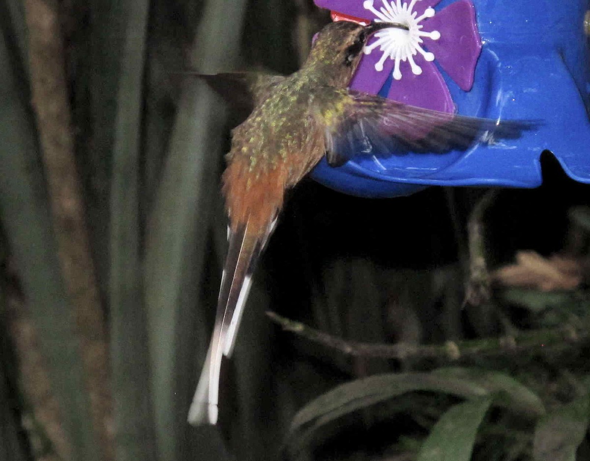 Planalto Hermit - ML642228025