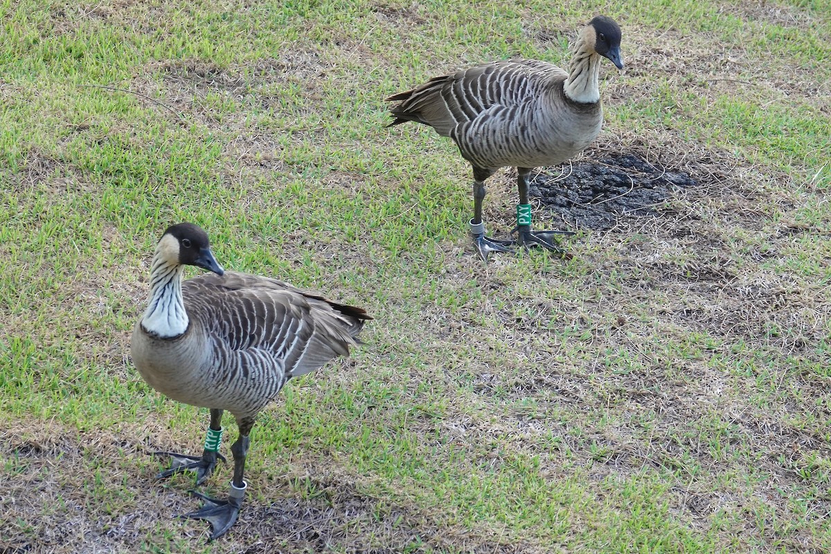 Hawaiian Goose - ML642228036