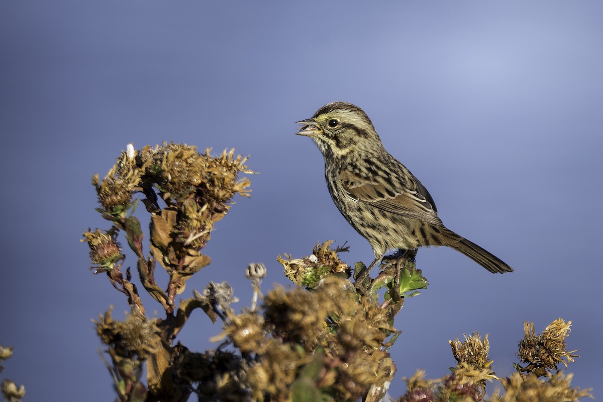 strnadec zpěvný (ssp. pusillula) - ML642228050