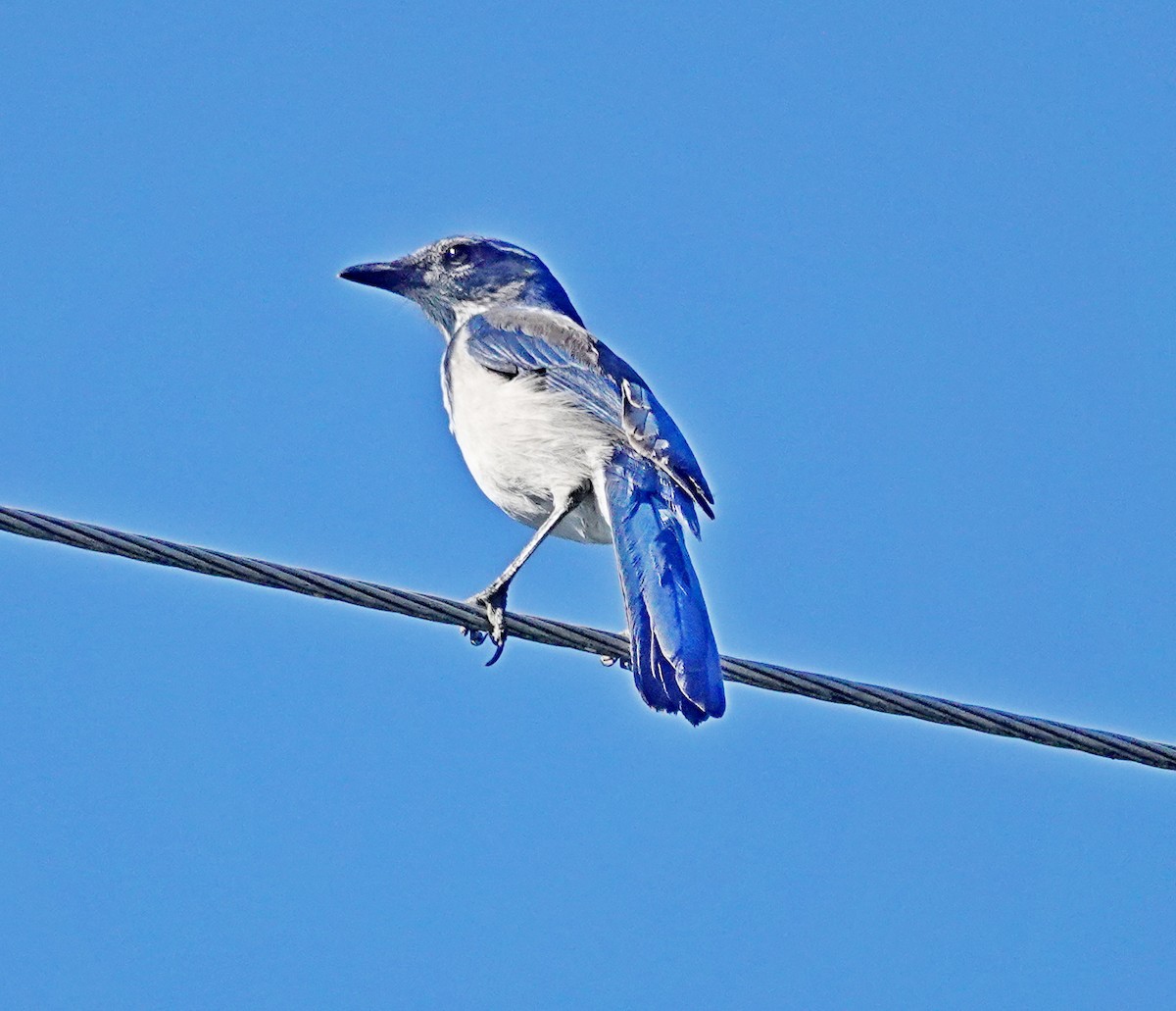 California Scrub-Jay - ML642228073