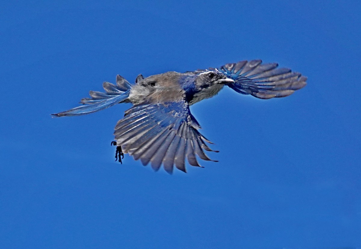 California Scrub-Jay - ML642228074