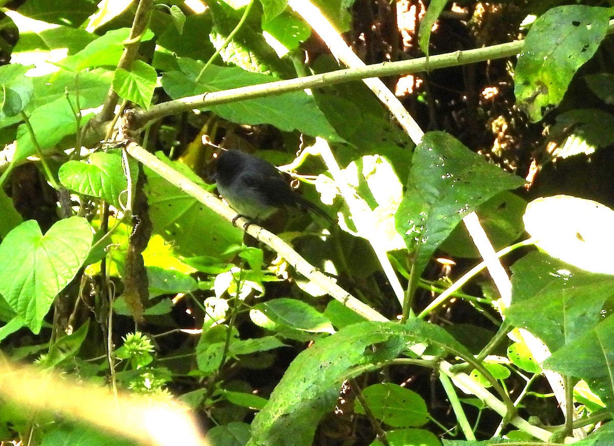 White-tailed Crested Flycatcher - ML642228081