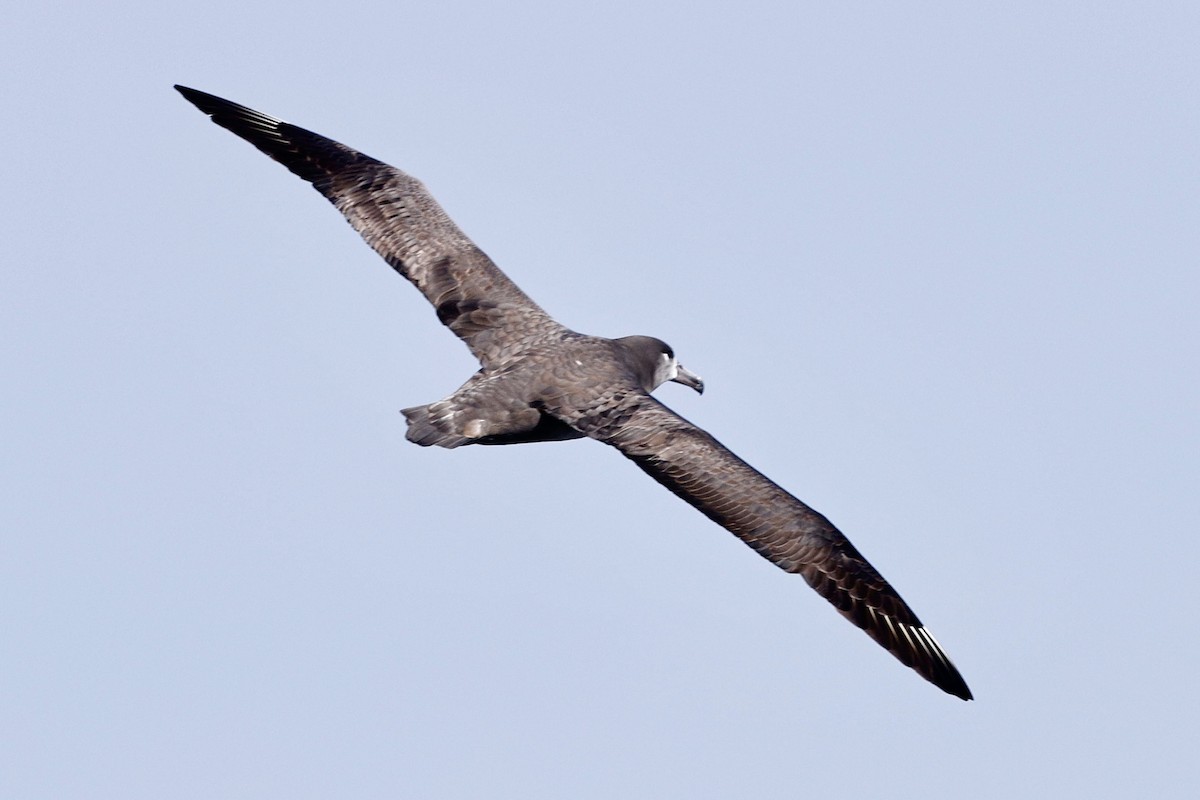 Black-footed Albatross - ML642228082