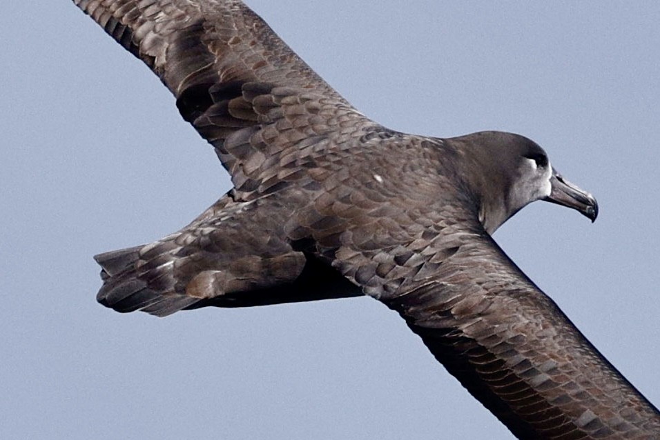 Black-footed Albatross - ML642228083