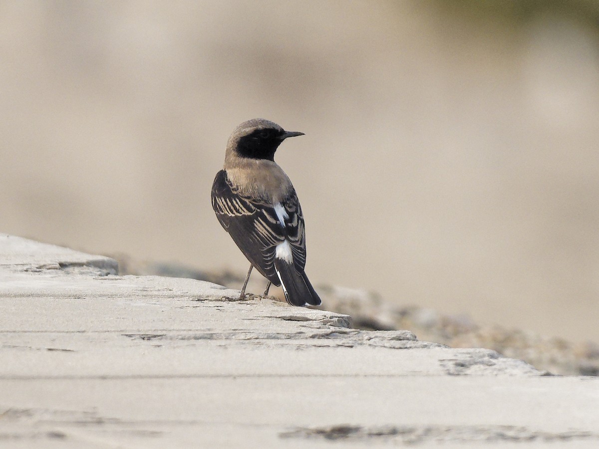Eastern Black-eared Wheatear - ML642228158