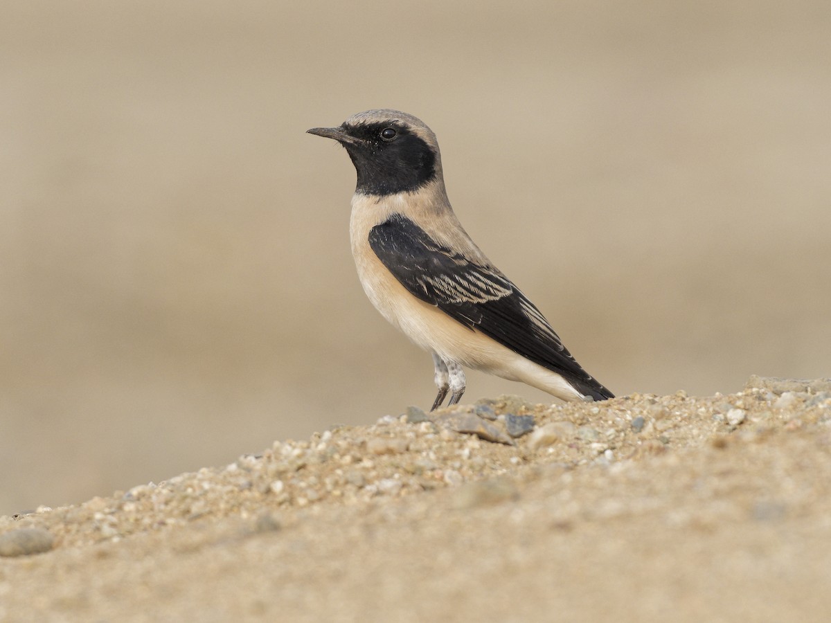 Eastern Black-eared Wheatear - ML642228159