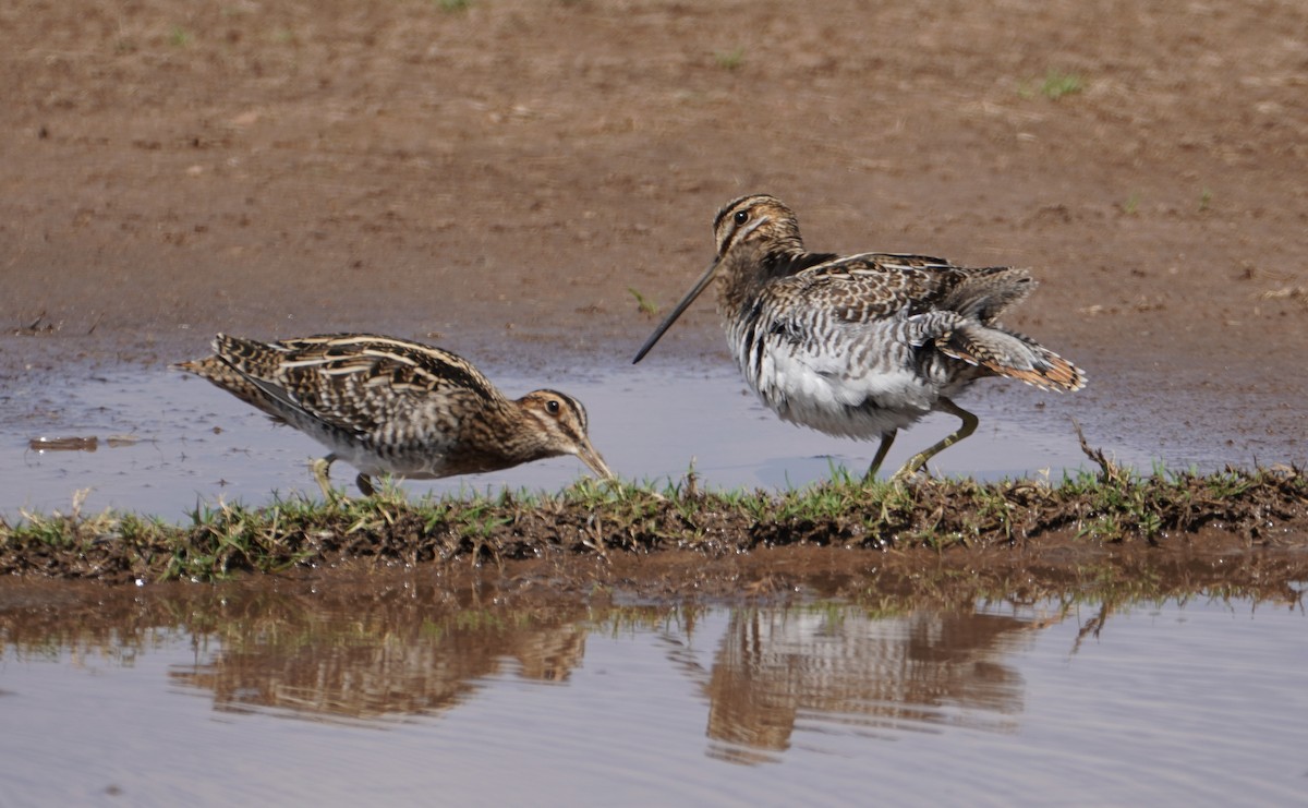 Wilson's Snipe - ML642228191
