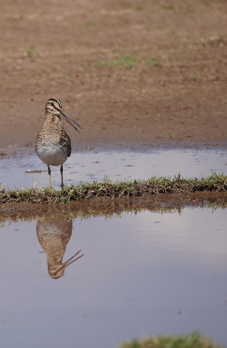 Wilson's Snipe - ML642228192