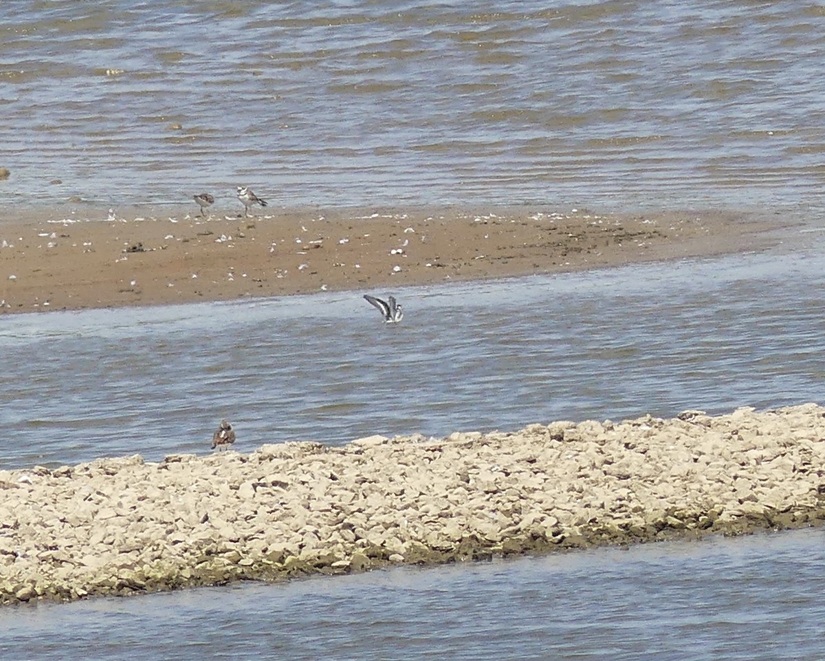 svømmesnipe - ML642228202