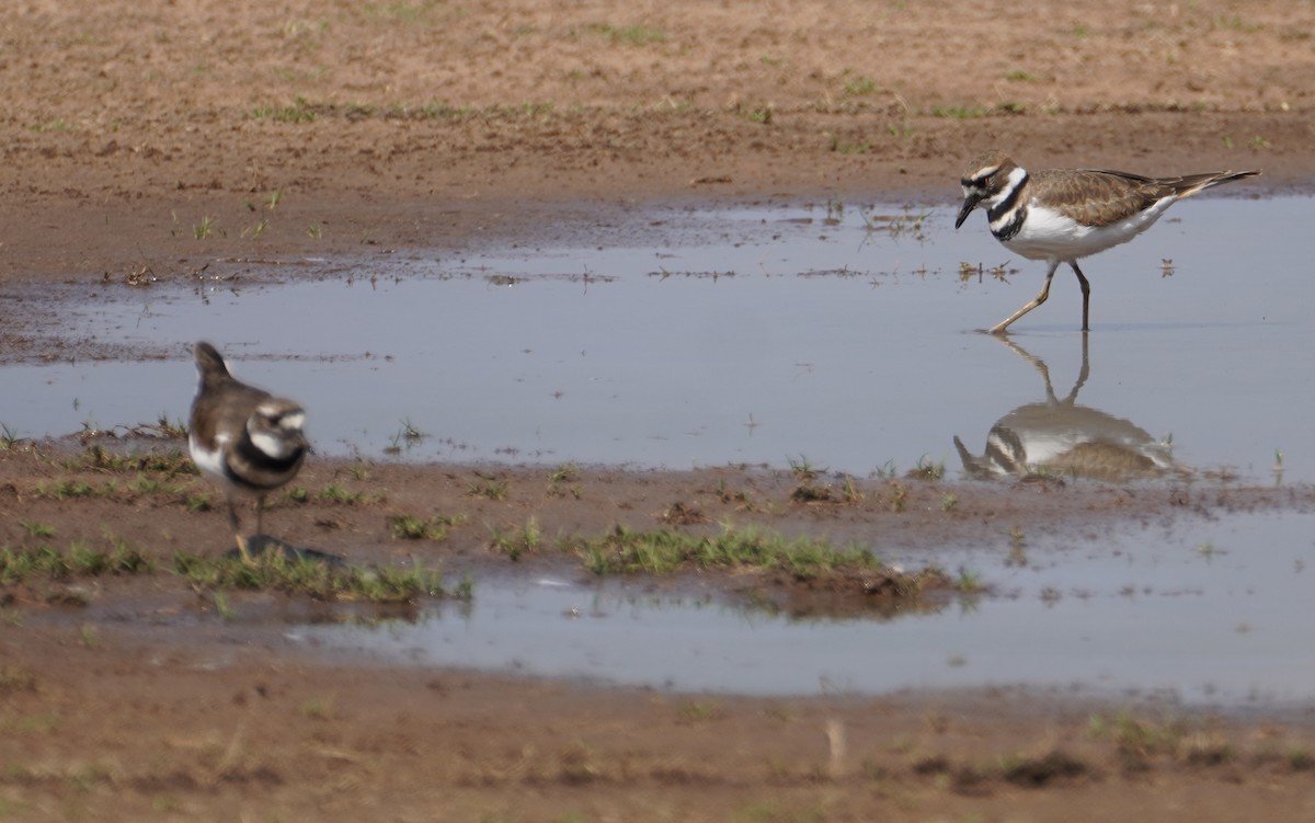 Killdeer - ML642228204