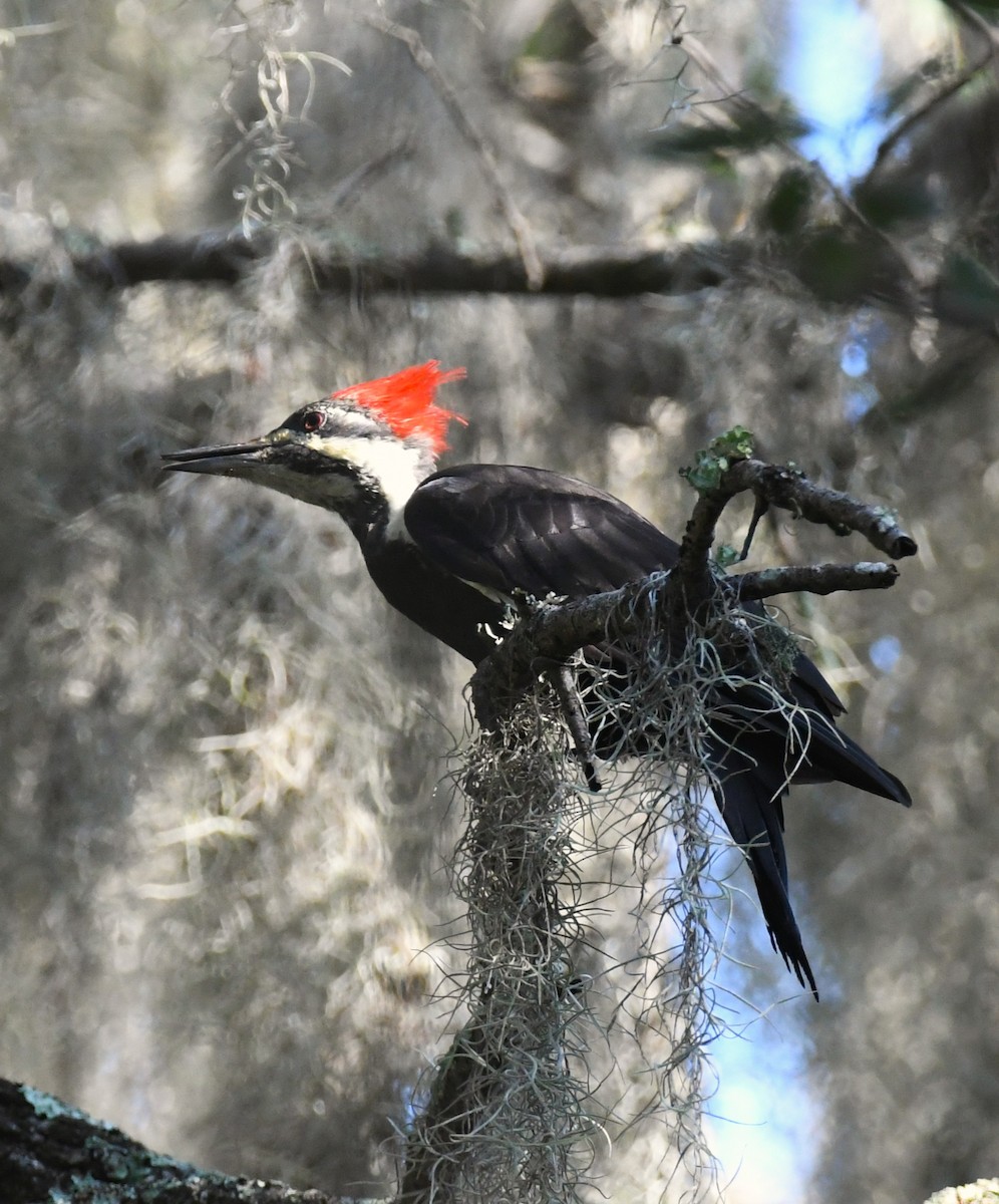 Pileated Woodpecker - ML642228211