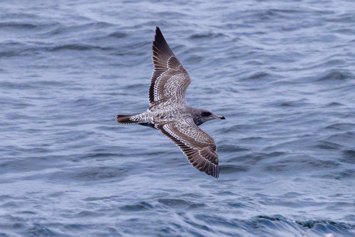 California Gull - ML642228212