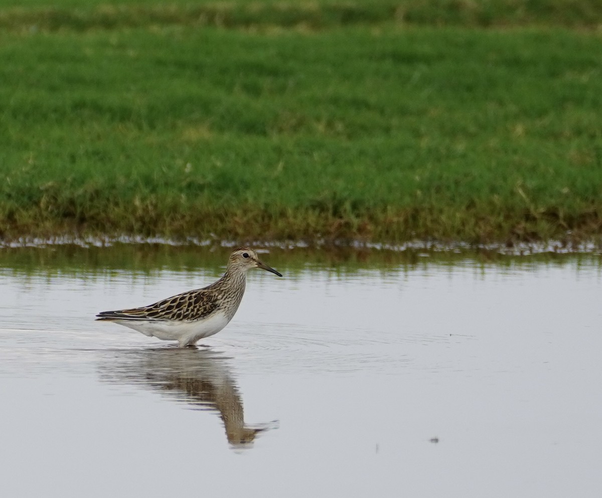 Pectoral Sandpiper - ML642228227