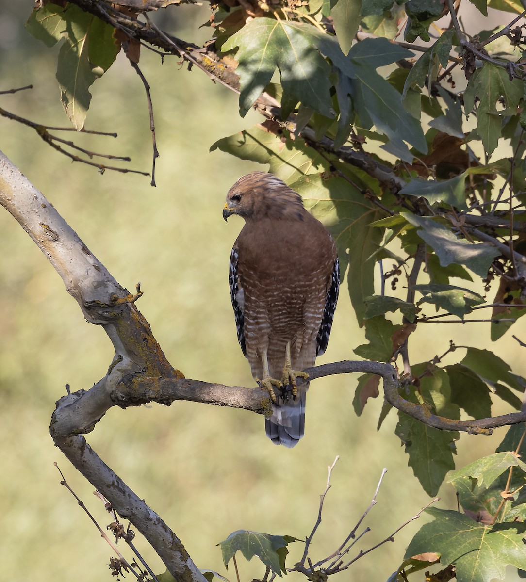 Red-shouldered Hawk - ML642228301