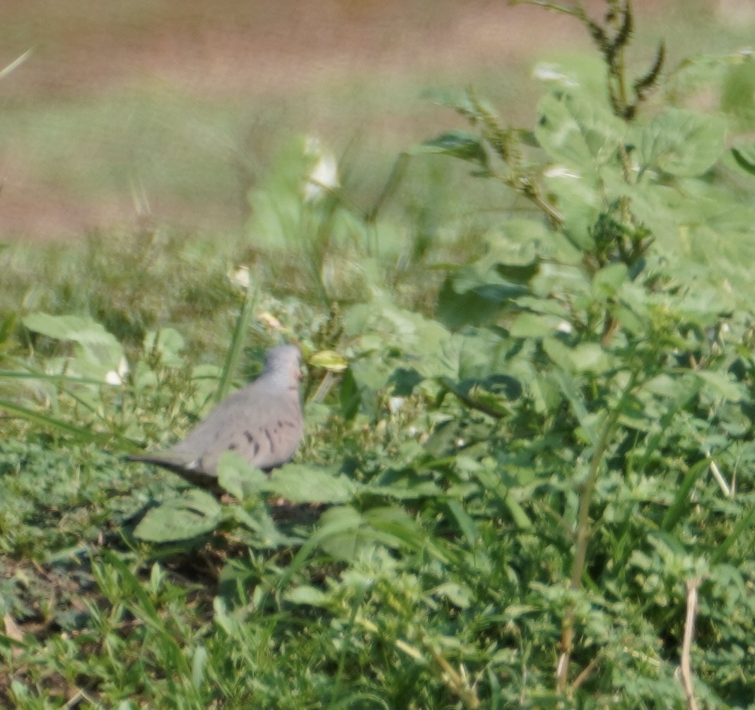 Common Ground Dove - ML642228303