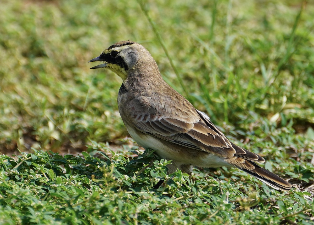Horned Lark - ML642228325