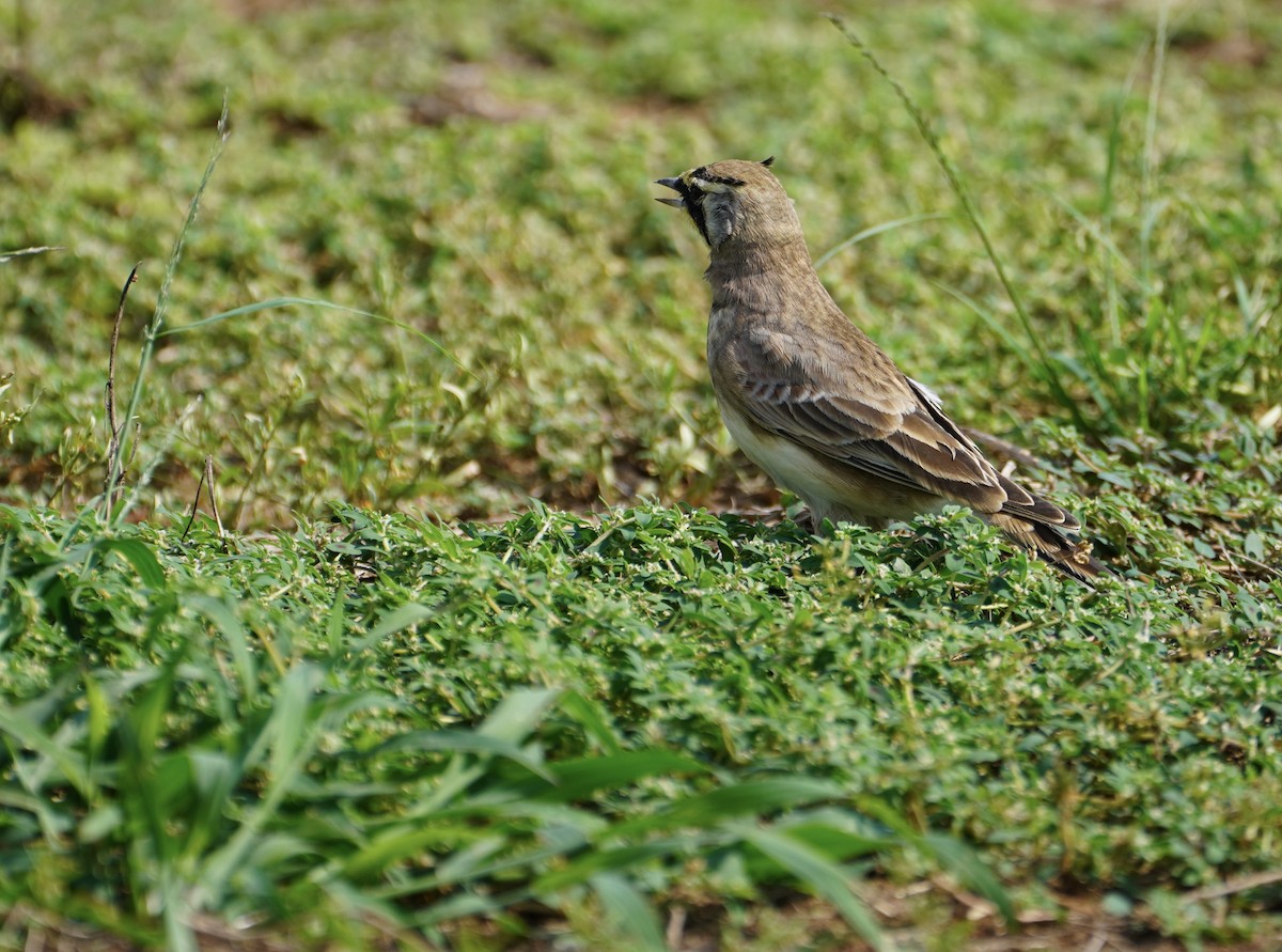 Horned Lark - ML642228326