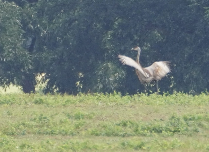 Sandhill Crane - ML642228365