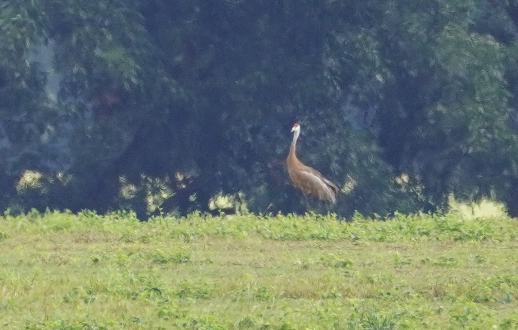 Sandhill Crane - ML642228366