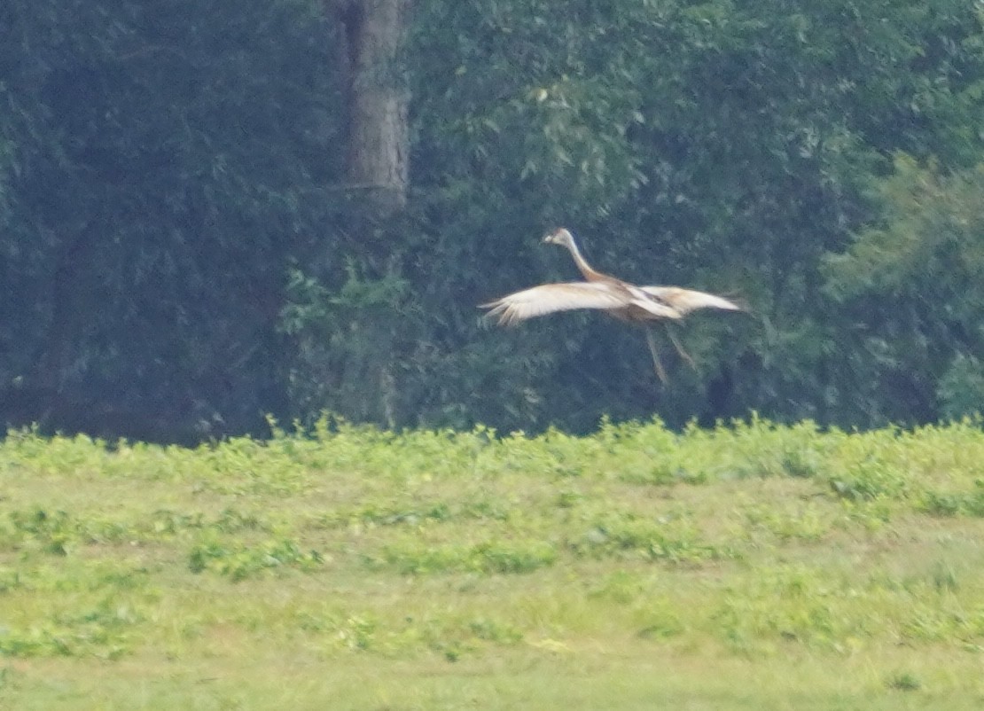 Sandhill Crane - ML642228367