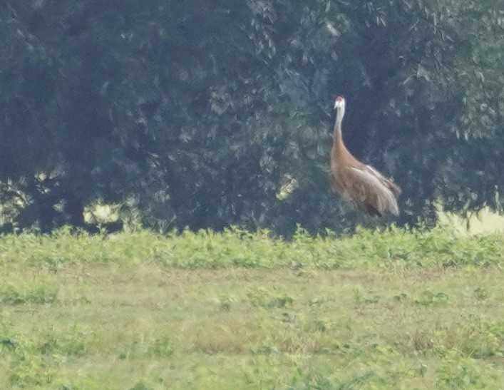 Sandhill Crane - ML642228368