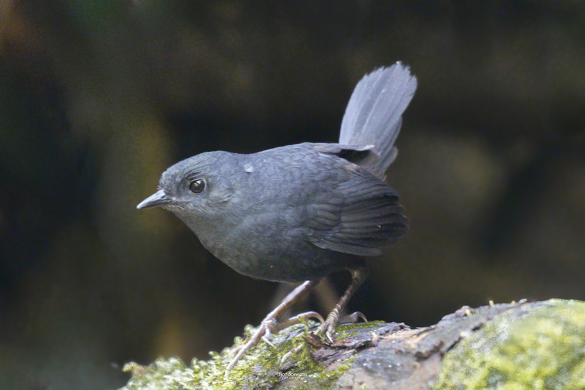 Tatama Tapaculo - ML642228382