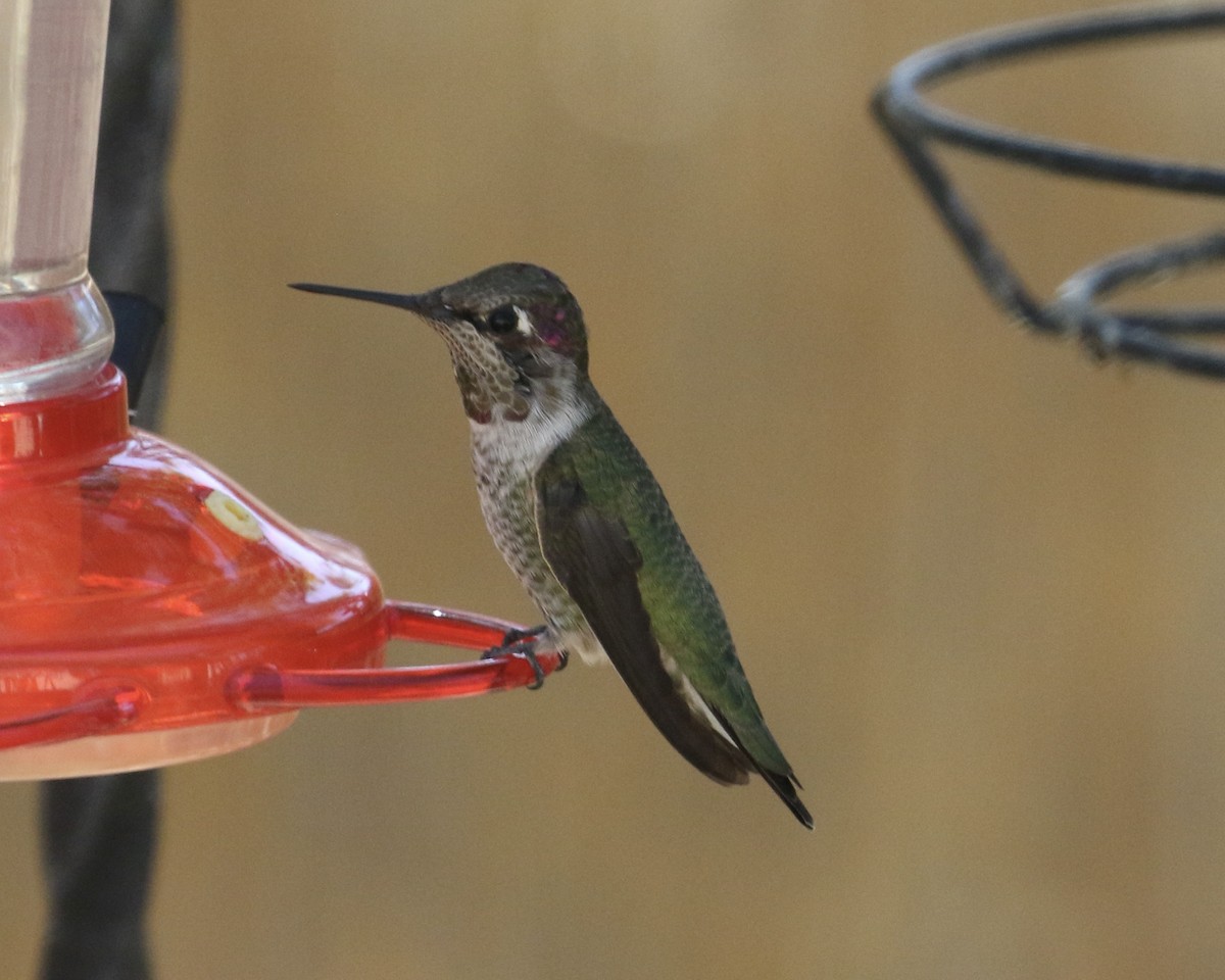 Anna's Hummingbird - ML642228386