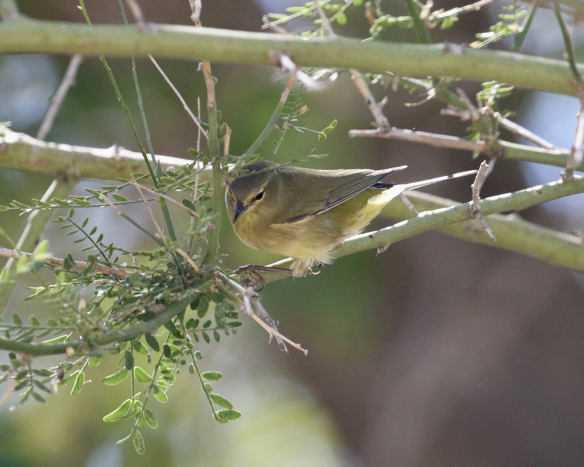 Orange-crowned Warbler - ML642228389