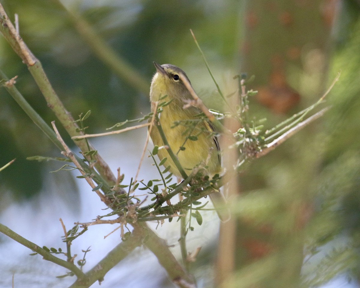 Orange-crowned Warbler - ML642228395