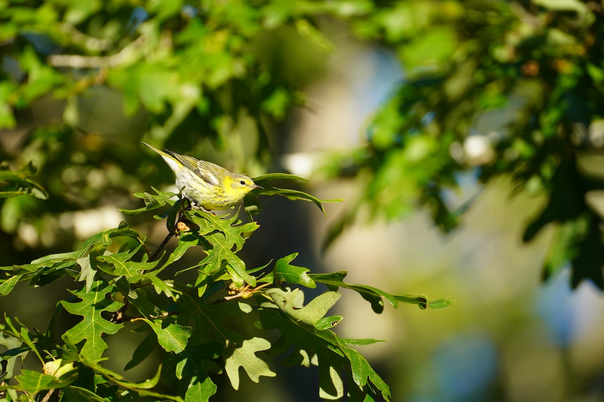 Cape May Warbler - ML642228413