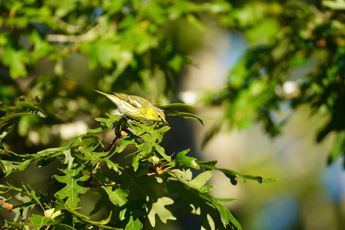 Cape May Warbler - ML642228415