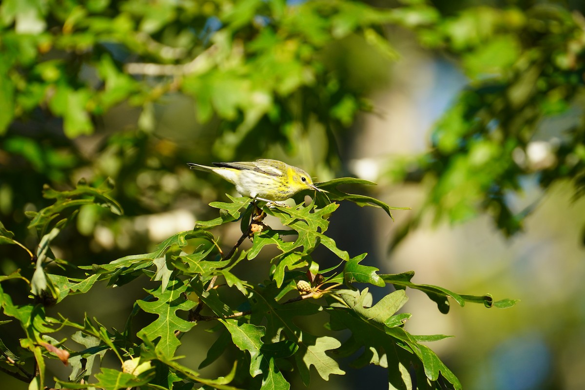 Cape May Warbler - ML642228416