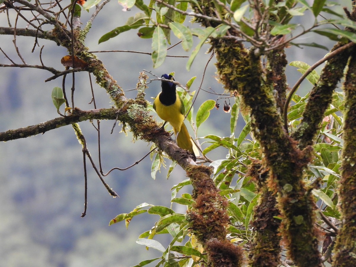 Green Jay - ML642228426
