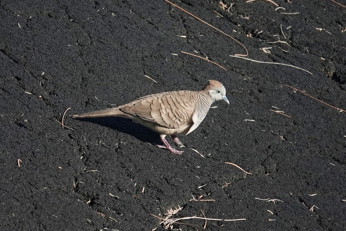 Zebra Dove - ML642228427