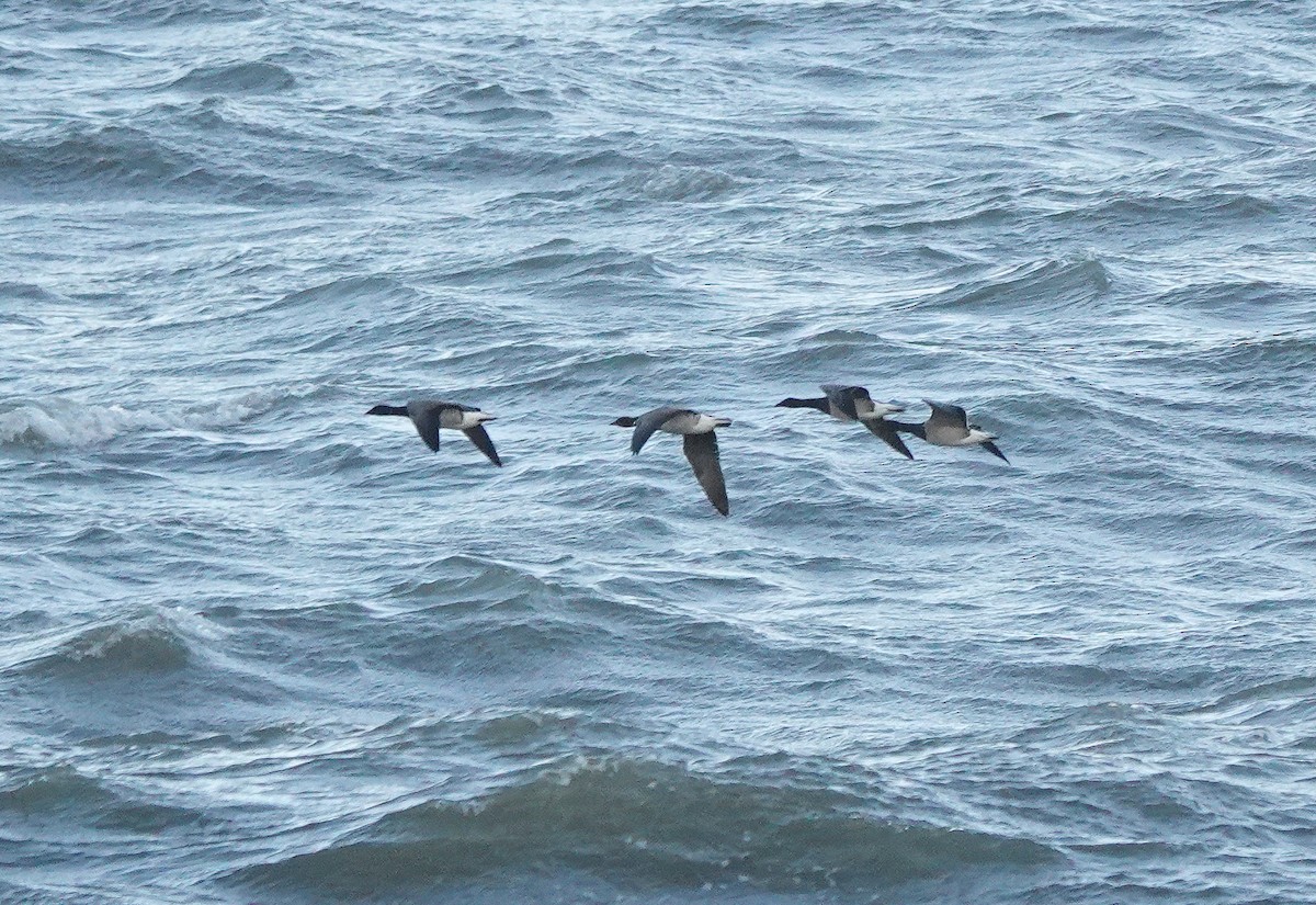 Brant (Atlantic) - ML642228457