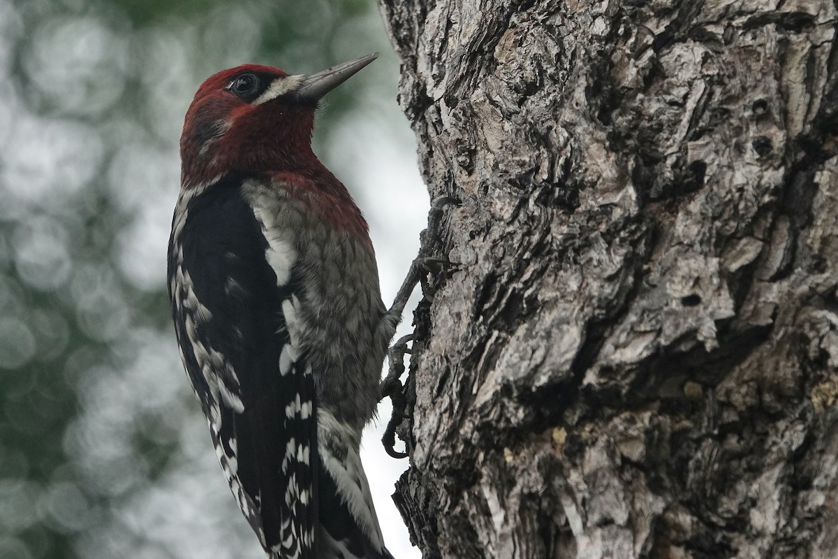 Red-breasted Sapsucker - ML642228474