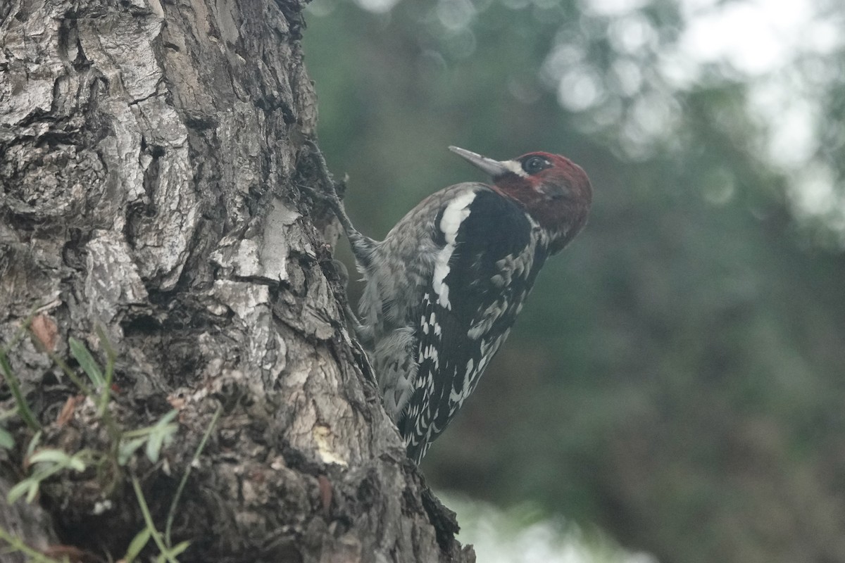 Red-breasted Sapsucker - ML642228475
