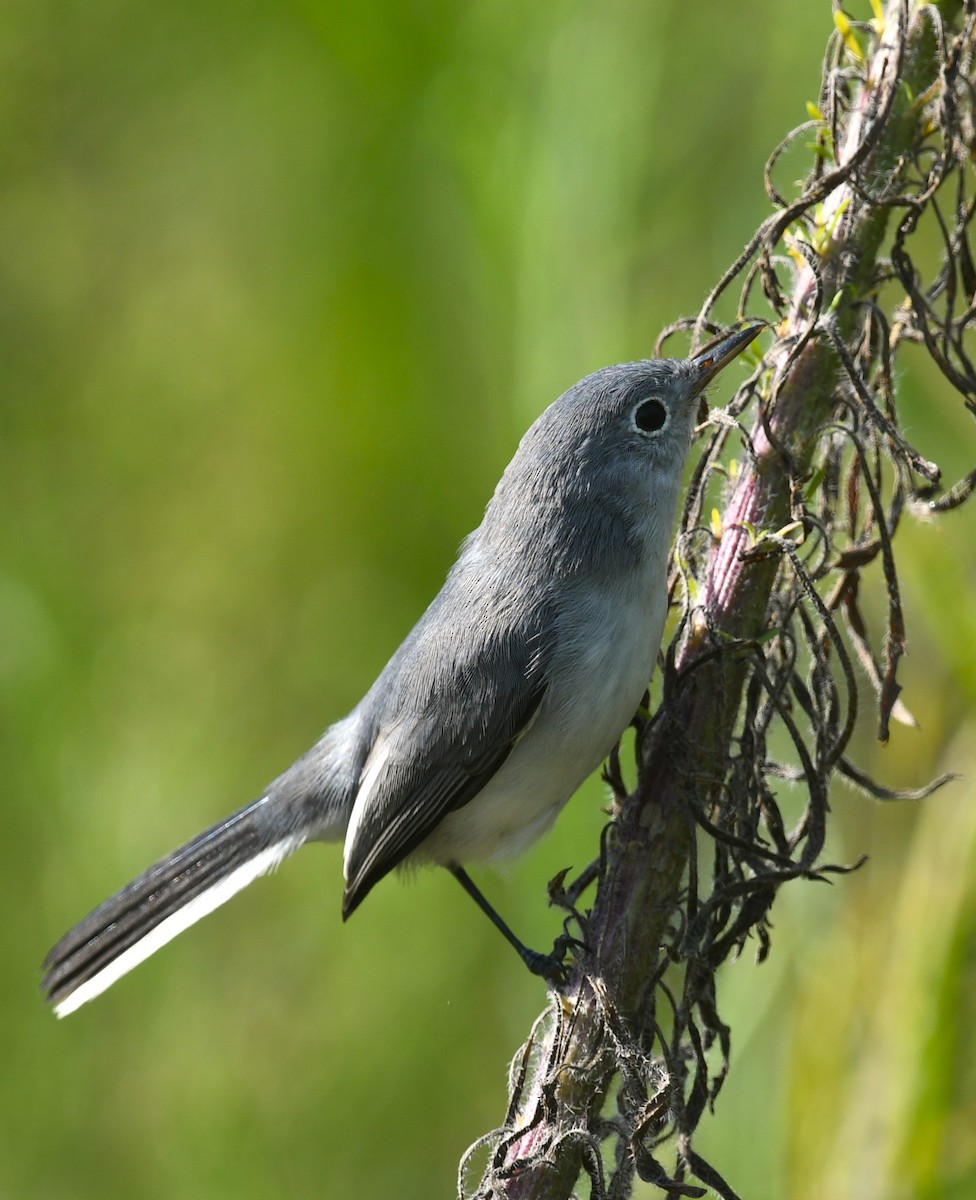 Blue-gray Gnatcatcher - ML642228478