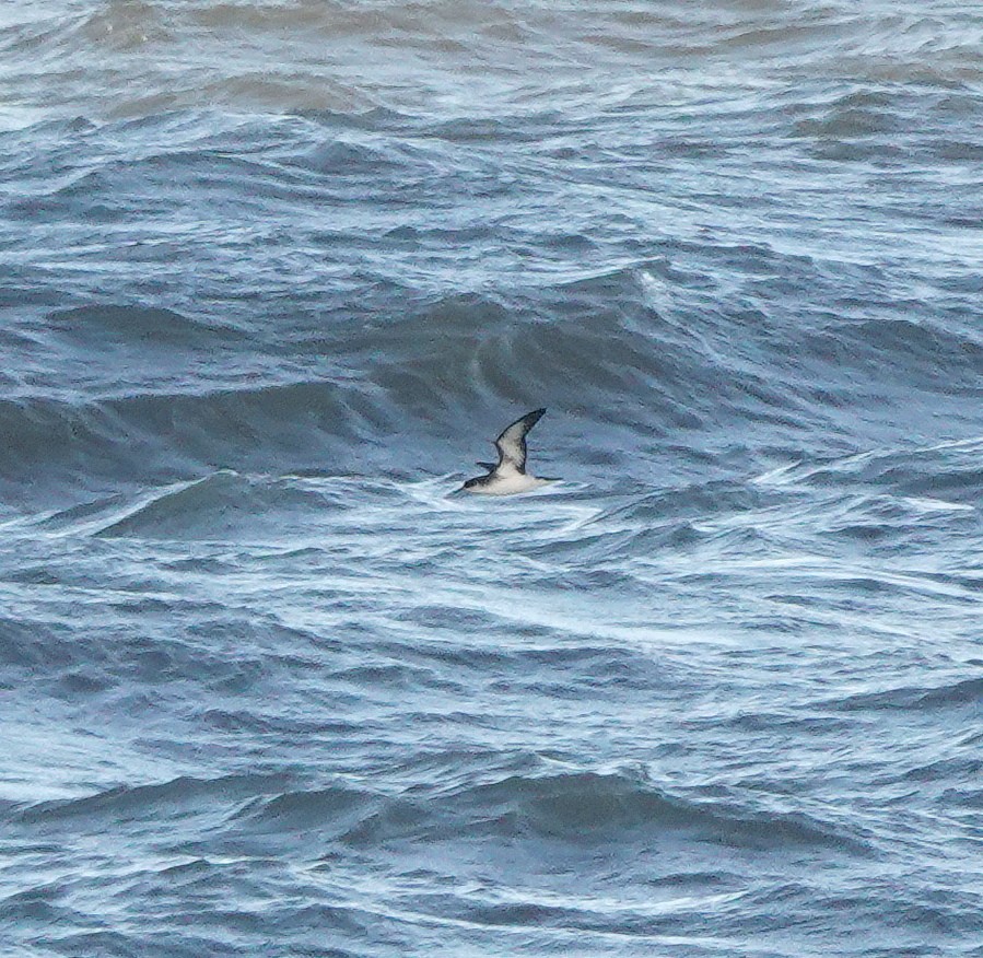 Manx Shearwater - ML642228482