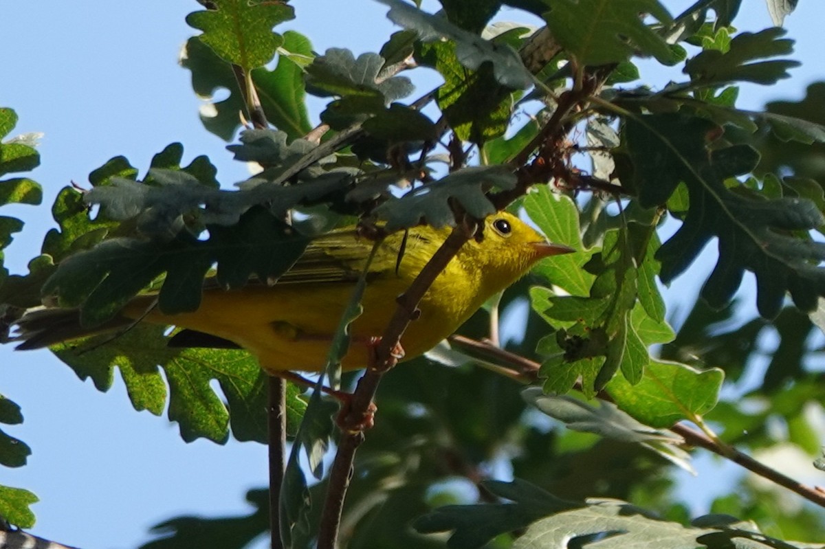Wilson's Warbler - ML642228484