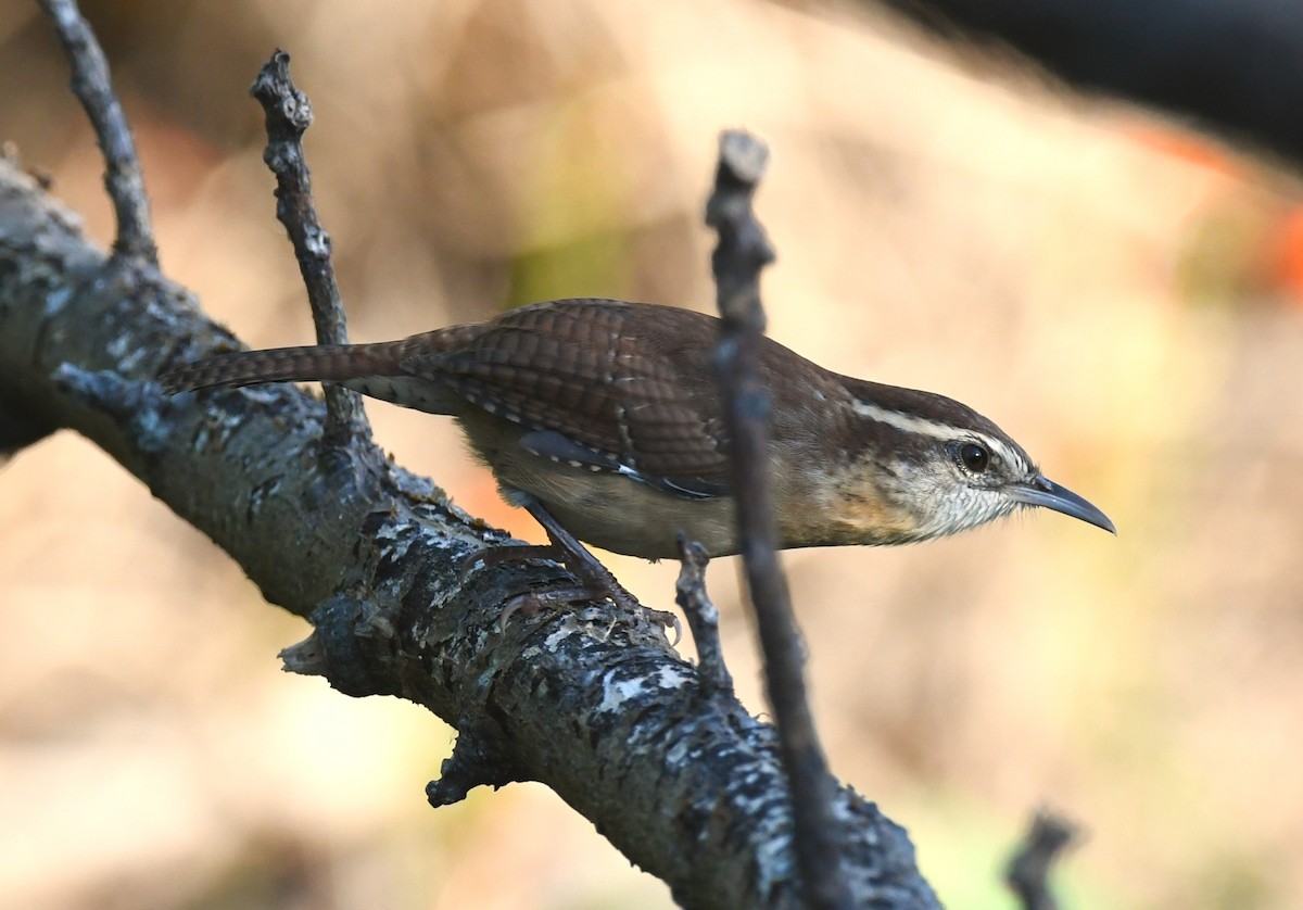 Carolina Wren - ML642228485