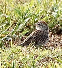 Chipping Sparrow - ML642228488